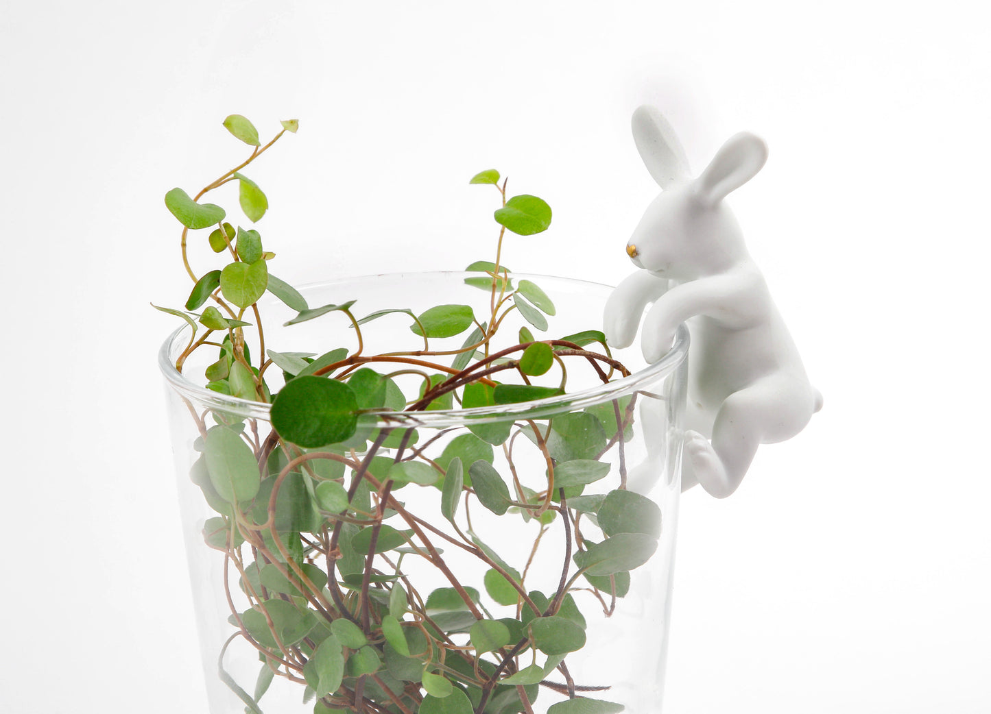 Kletterhase gold NASE